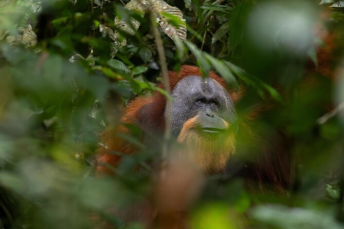 1 Day Ethical Jungle Trek in Bukit Lawang at Sumatra - Key points to know before you go