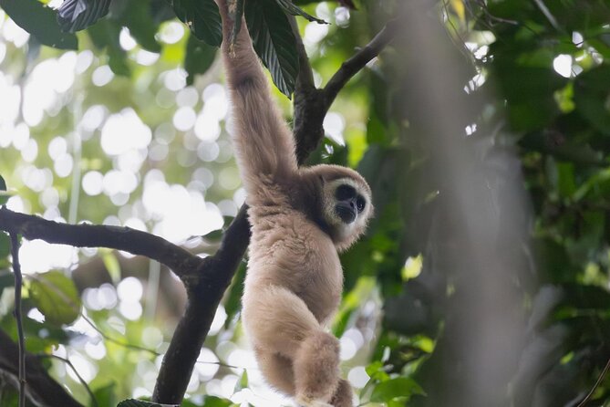 1 Day Ethical Jungle Trek in Bukit Lawang at Sumatra - Ethical Orangutan Trek in Gunung Leuser: What Makes It “Ethical” Here?