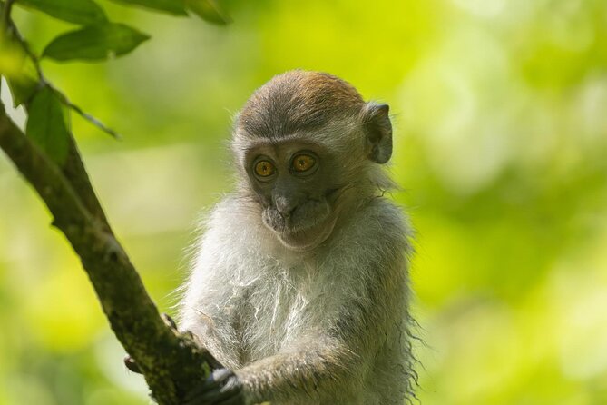 1 Day Ethical Jungle Trek in Bukit Lawang at Sumatra - Crossing the Bohorok River and Entering the Trek Loop