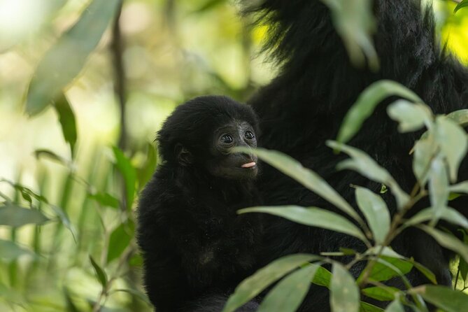 1 Day Ethical Jungle Trek in Bukit Lawang at Sumatra - The Midday Break: Fruit, Coffee/Tea, and Lunch at the Jungle Restaurant
