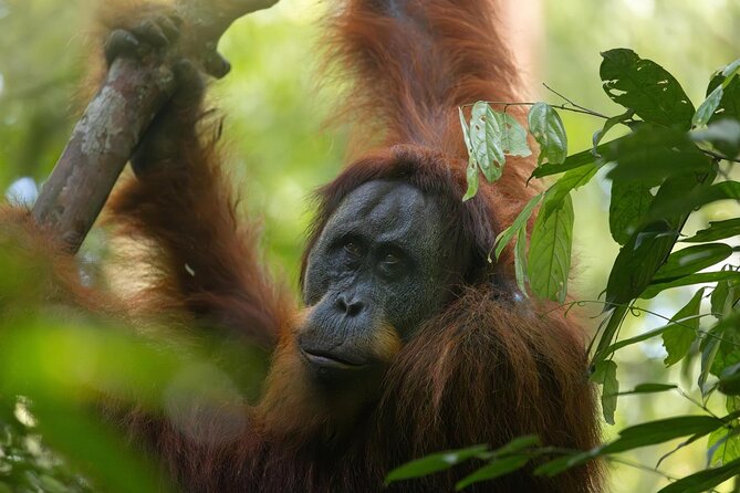 1 Day Ethical Jungle Trek in Bukit Lawang at Sumatra - Traditional Rafting/Tubing and Why It’s Worth Packing for Wet Weather