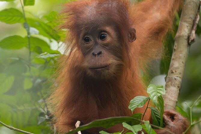 1 Day Ethical Jungle Trek in Bukit Lawang at Sumatra - The Return: Jungle Taxi Back and Finishing at the Same Meeting Point