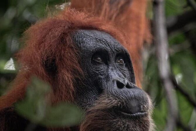 1 Day Ethical Jungle Trekking - Key things worth knowing before you go