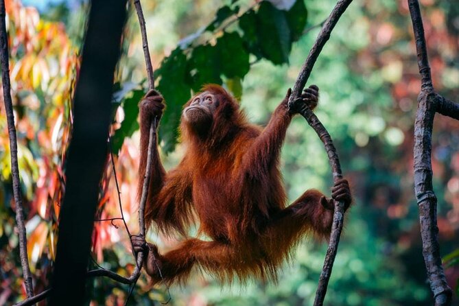 1 Day Ethical Jungle Trekking - Bukit Lawang to Gunung Leuser: Why this rainforest gate matters
