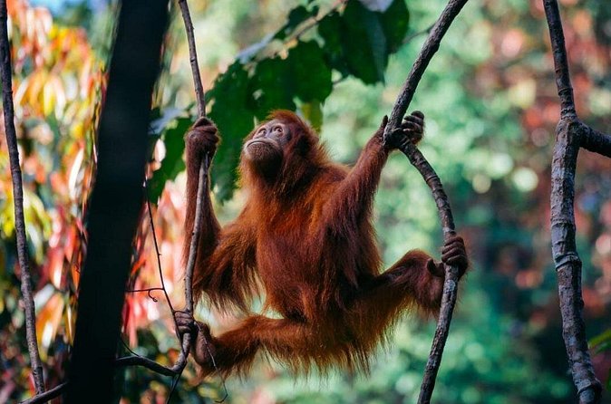 1 Day Ethical Jungle Trekking - Who this trek fits best (and who might feel it’s too much)