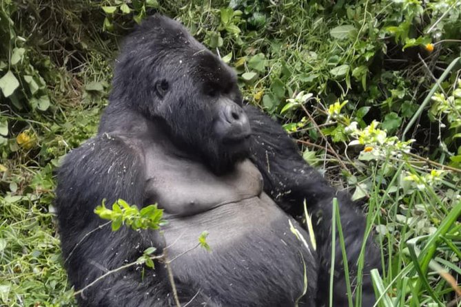 1 Day Gorilla Trekking Mgahinga Gorilla NP & Lake Bunyonyi - Key Points You’ll Care About
