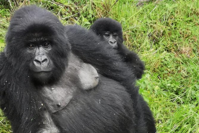 1 Day Gorilla Trekking Mgahinga Gorilla NP & Lake Bunyonyi - The 5:00 am Start From Lake Bunyonyi (And Why It Matters)
