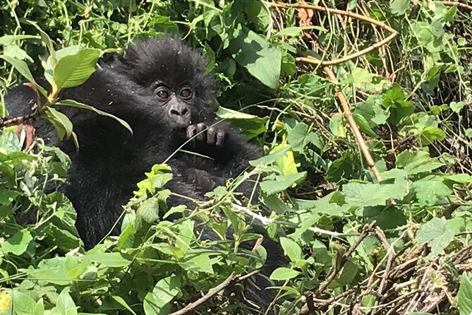 1 Day Gorilla Trekking Mgahinga Gorilla NP & Lake Bunyonyi - The Trek Itself: Moderate Hiking in Real Jungle Conditions