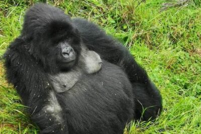 1 Day Gorilla Trekking Mgahinga Gorilla NP & Lake Bunyonyi - What Happens at the Rangers Station: The Briefing That Sets the Tone