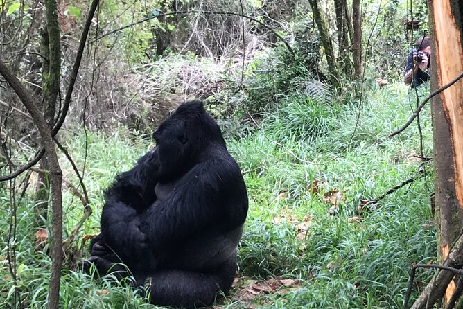 1 Day Gorilla Trekking Mgahinga Gorilla NP & Lake Bunyonyi - How Your Guide and Driver Shape the Day