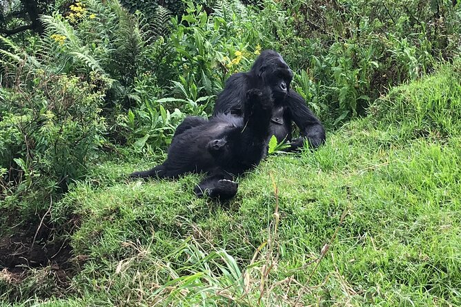 1 Day Gorilla Trekking Mgahinga Gorilla NP & Lake Bunyonyi - Group Size, Scheduling, and What Helps the Day Feel Smooth
