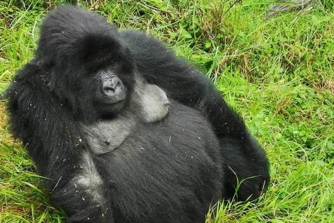 1 Day Gorilla Trekking Mgahinga Gorilla NP & Lake Bunyonyi - What Happens at the Rangers Station: The Briefing That Sets the Tone