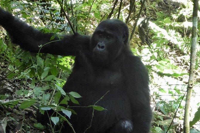 1 Day Gorilla Trekking Rwanda - The gorilla encounter: why this is worth the early start