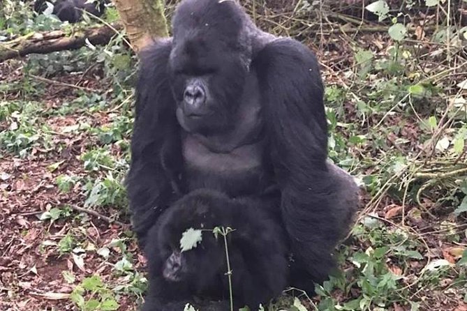 1 Day Gorilla Trekking Rwanda - Transfers and comfort: how the morning drive stays manageable