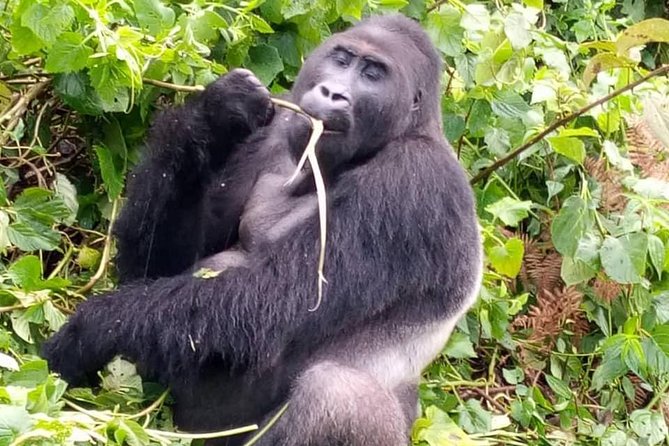 1 Day Gorilla Trekking Rwanda - Packing and fitness: don’t wait until the airport