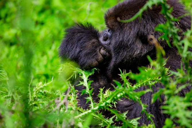 1 Day Gorilla Trekking Safari Tour - Why This Kigali–Volcanoes Gorilla Trek Starts Before Dawn