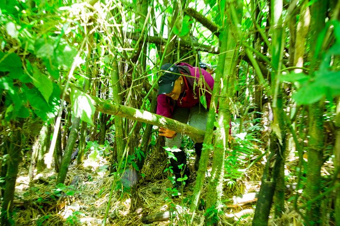 1 Day Gorilla Trekking Safari Tour - Price and Value: What $2,650 Covers (and What It Doesn’t)
