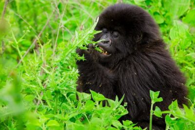 1 Day Gorilla Trekking Safari Tour - The Trek Through Volcanoes National Park: 1 to 8 Hours of Real Work
