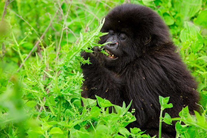 1 Day Gorilla Trekking Safari Tour - The Trek Through Volcanoes National Park: 1 to 8 Hours of Real Work