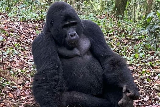 1 Day Gorilla Trekking Uganda - A Private Gorilla Trek From Kigali: What You’re Really Buying