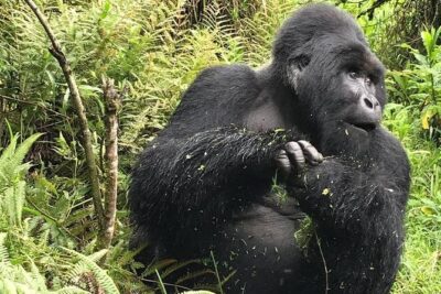 1 Day Gorilla Trekking Uganda - Trek Day Details: Briefing, Armed Rangers, and the 2–6 Hour Search