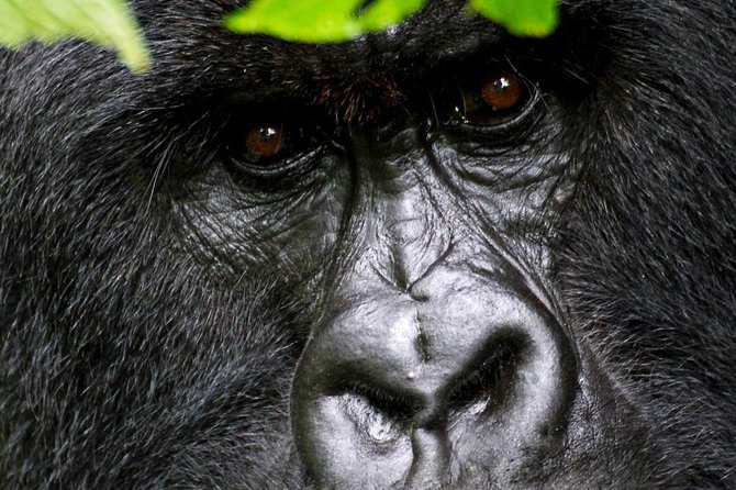 1 Day Gorilla trekking volcanoes national park - First light gorilla trek from Kigali: the 4:00am start