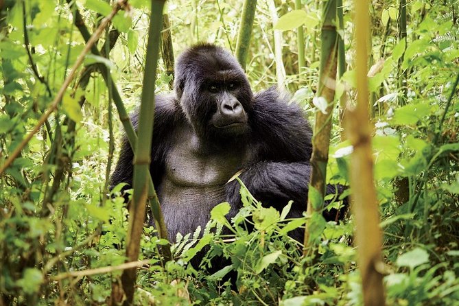 1 Day Gorilla trekking volcanoes national park - Weather rules and timing: how to protect your investment
