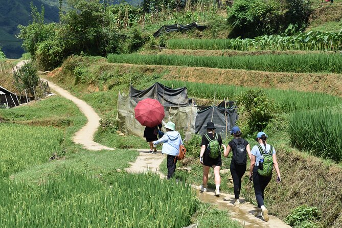 1-Day Private Trekking in Sapa through Terraces Rice Fields - Stop 2: The Lao Chai trail through terrace “silk ribbons”