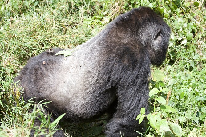 1 Day Rwanda Gorilla Trekking Tour - Kigali to Volcanoes National Park: why this trek starts so early