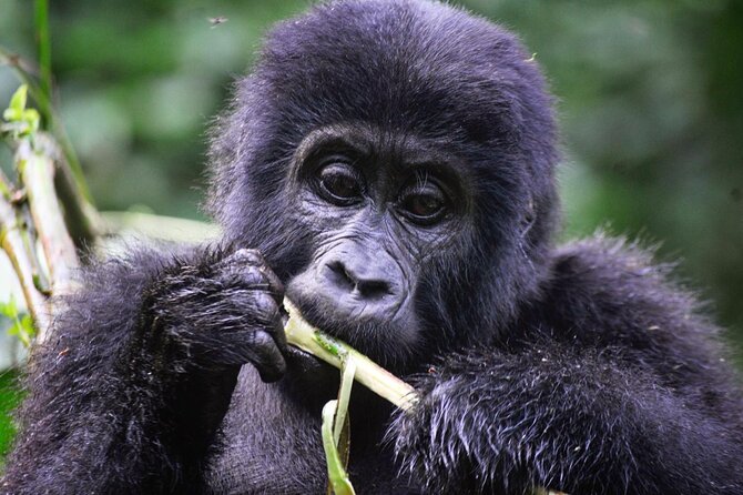 1 Day Rwanda Gorilla Trekking Tour - The gorilla trek itself: what your time in the forest feels like