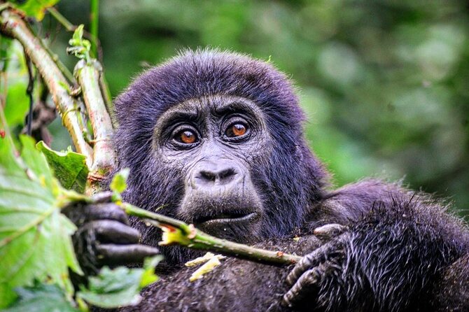 1 Day Rwanda Gorilla Trekking Tour - Lunch, water, and downtime: energy management for a full day