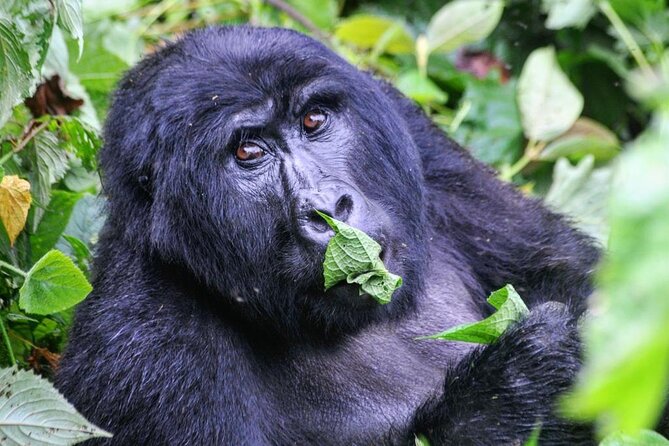 1 Day Rwanda Gorilla Trekking Tour - Price and value: what you’re really paying for