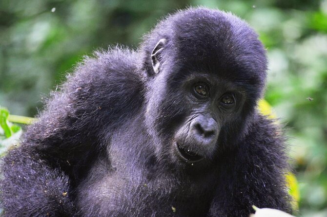 1 Day Rwanda Gorilla Trekking Tour - Who this tour suits best (and who should think twice)