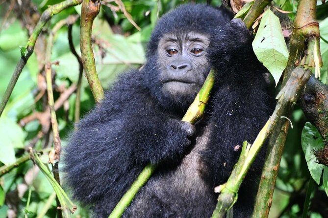 1 Day Rwanda Gorilla Trekking Tour - Reliable operators matter: what their communication is like
