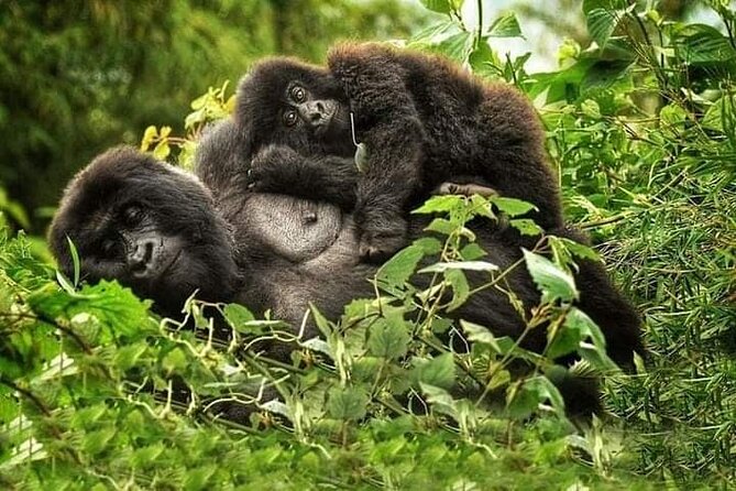 1 Day Rwanda Gorilla Trekking Tour In The Volcanoes National Park - Hitting Volcanoes National Park on a tight timetable