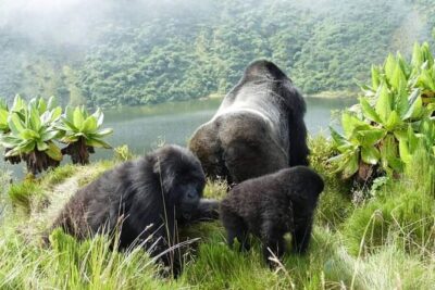 1 Day Rwanda Gorilla Trekking Tour In The Volcanoes National Park - The drive through northern Rwanda: hills, volcano country, and time to wake up