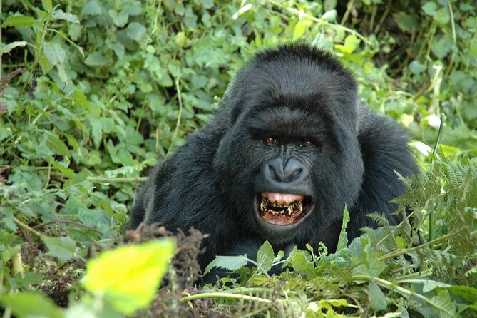1 Day Rwanda Gorilla Trekking Tour In The Volcanoes National Park - Meeting the mountain gorillas: your scheduled one-hour viewing