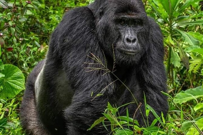 1 Day Rwanda Gorilla Trekking Tour In The Volcanoes National Park - Ruhengeri and Iby’iwacu Culture Village: a useful add-on if time allows
