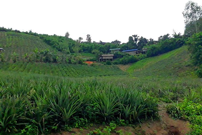 1 Day Trekking Group Tour With Bamboo Cooking / Chiang Rai - Pickup, timing, and group size that keeps the day moving