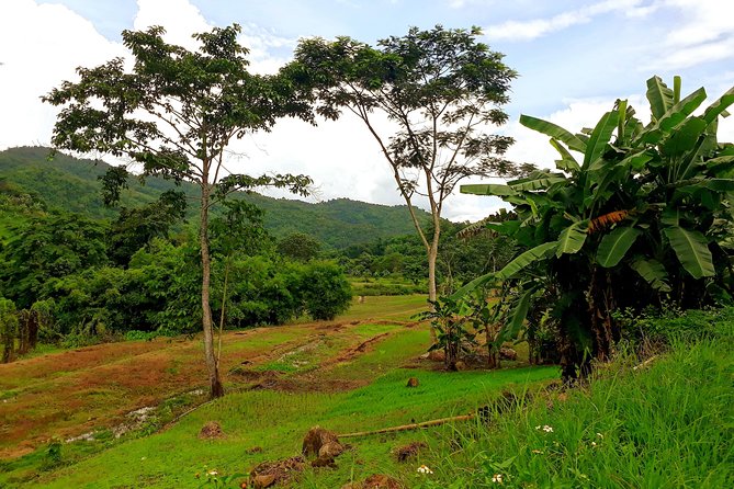 1 Day Trekking Group Tour With Bamboo Cooking / Chiang Rai - Villages, tea plantation, and how the guides shape the experience