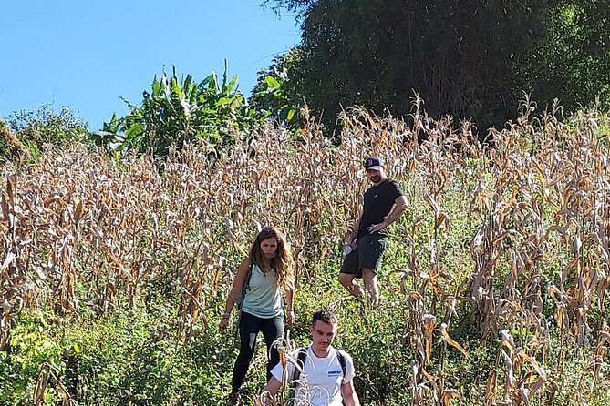1 Day Trekking in Chiang Mai - Nature Learning That Changes How You Look at the Jungle