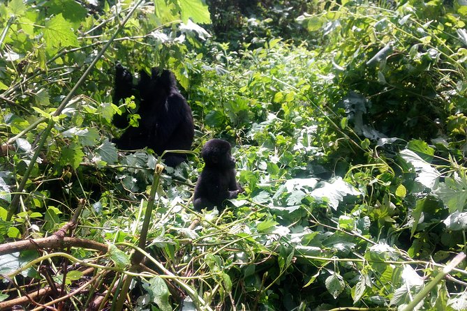 10 Days Uganda Gorilla & Chimpanzee Trekking Safari - Key highlights to know before you go