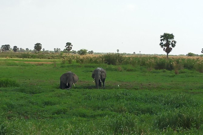 10 Days Uganda Gorilla & Chimpanzee Trekking Safari - First Day in Entebbe: orientation, city options, and a quick local stop