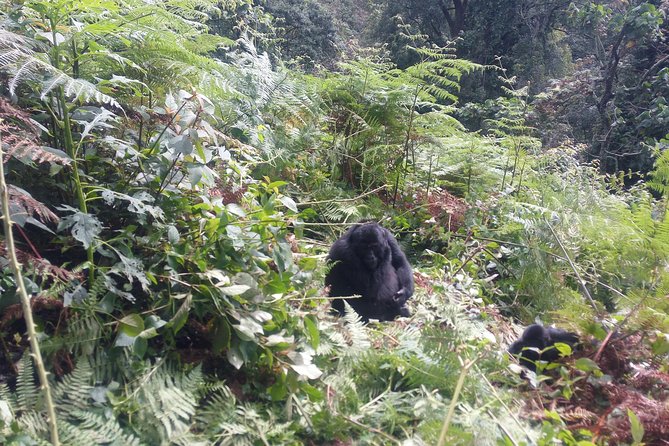 10 Days Uganda Gorilla & Chimpanzee Trekking Safari - Kibale Forest National Park: primates first, then chimp tracking in real jungle conditions