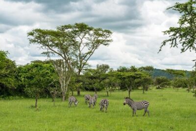 10 Days Uganda Gorilla & Chimpanzee Trekking Safari - Murchison Falls: game drive trails and the bottom-of-the-falls boat ride