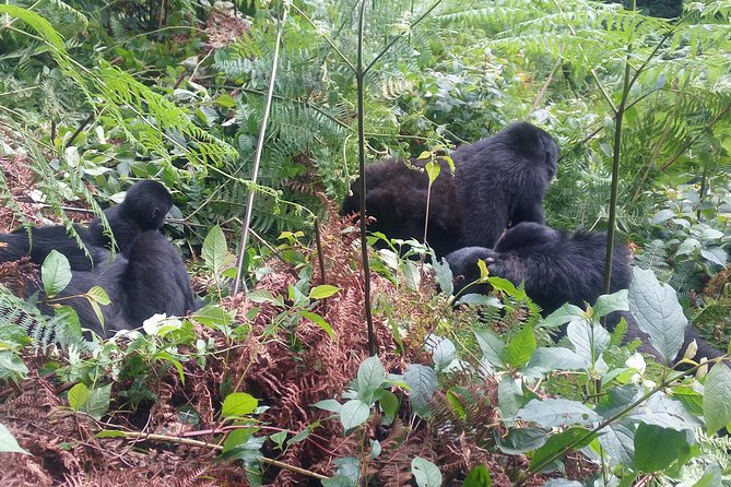 10 Days Uganda Gorilla & Chimpanzee Trekking Safari - Queen Elizabeth National Park: game drive plus Kazinga Channel boat time