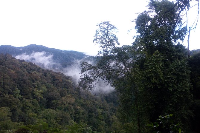 10 Days Uganda Gorilla & Chimpanzee Trekking Safari - Ishasha tree-climbing lions: the stop that can steal the show
