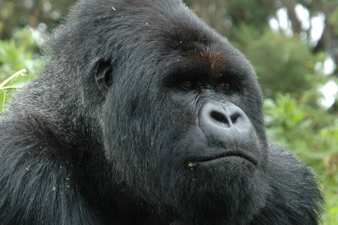 10 Days Uganda Gorilla & Chimpanzee Trekking Safari - Bwindi Impenetrable Forest: the gorilla trek and the hour that changes your brain