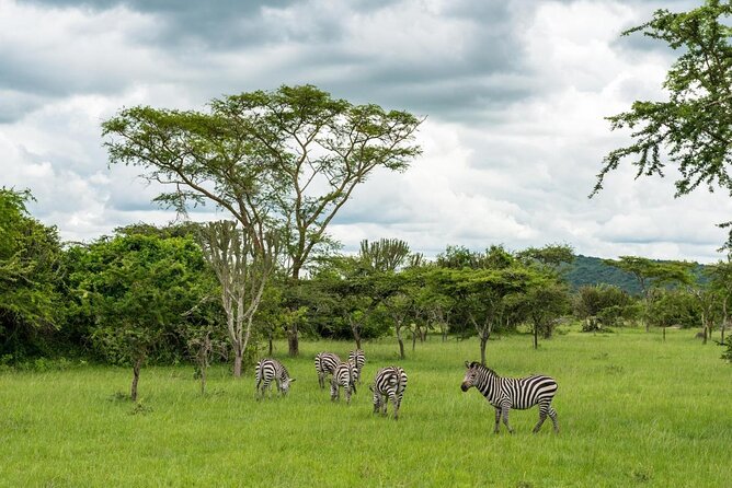 10 Days Uganda Gorilla & Chimpanzee Trekking Safari - Murchison Falls: game drive trails and the bottom-of-the-falls boat ride
