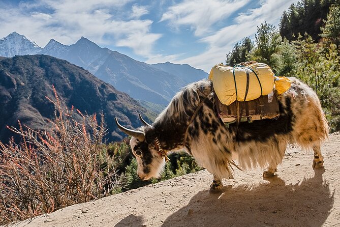 13-Day Private Trekking Experience in Everest Base Camp - Tengboche to Dingboche: forests, long hills, and peak drama